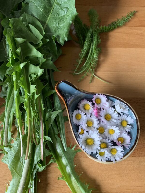 Frühjahrs-Wildkräuter und eine Schüssel mit Gänseblümchenblüten