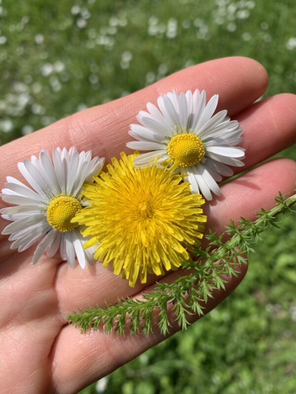 auf einer Hand ist ein Gesicht aus Gänseblümchenblüten (Augen), Löwenzahnblüte (Nase) und Schafgarbenblatt (Mund) gelegt